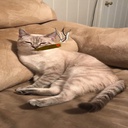 Lucien-GoosePack icon