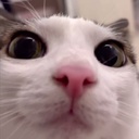 MC_STUFF-MODELS_MC icon