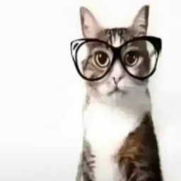 MONIKKEN-MonikkenMusicPack icon