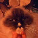 Maxington-FeralPosters icon