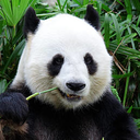 MelonigeMelone-MelonMod icon