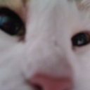 Miau-Cat_paintings icon