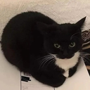 Michoto-Maxwell_the_Cat icon