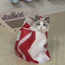 Mikanei-MikaCompany icon