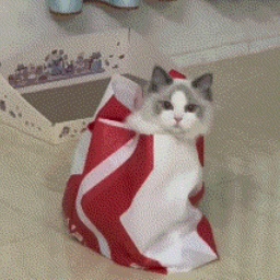 Mikanei-MikaCompany icon