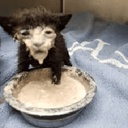 Milks-Milkalicious icon