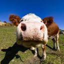 Milky_Express-Repossession_of_Milk icon