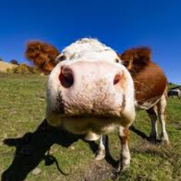 Milky_Express-Repossession_of_Milk icon