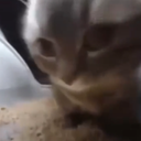 Mima-MimasModpack icon