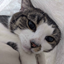 Mirayah-Mirasuits icon