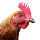 Moobs-Infinite_Chicken icon
