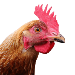 Moobs-Infinite_Chicken icon