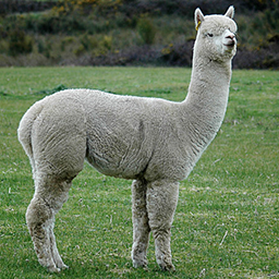 MoonTraveler-MoonTraveler icon