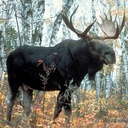 MooseMods-moose_mods icon