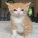 Muco-SkibidiSigma icon