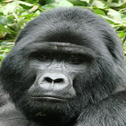 Munke-munkeheim icon