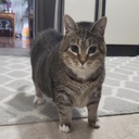 NEVAR-OiiaCatMusicBoxValuable icon