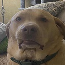 NachosBackyard-NachosModpack icon