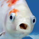 NavidK0-FishsGrandAdventure icon