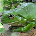 Nelots-DamnedRingtones icon