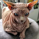 NeoCouncil-BrykesEpicModpack icon