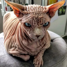 NeoCouncil-BrykesEpicModpack icon