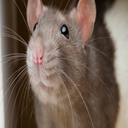 Nezumi-NezumiSounds icon