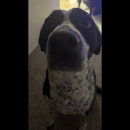 NoKizzy-MaddiepooValheim icon