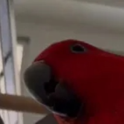 NotOW-NotOWLethalPack icon