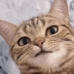 Nova_Canterra-CatPosters icon