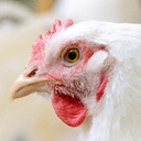 OkayJohan-Fetal_Company icon