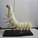 Organic-OrganicModPack icon