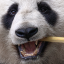 PamdaTeam-PamdaPack icon