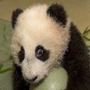 PandaHouse-PandaPack icon