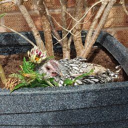 Paranormal-The_Riggin_Mod_V1 icon