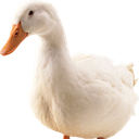 Pixiegoose-Anas_platyrhynchos icon