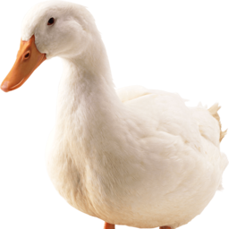 Pixiegoose-Anas_platyrhynchos icon