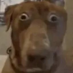 PlaceholderTextn47-GoofySillyModpackForModdingPacks icon