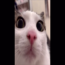 Plinkers-PlinkBoomBox icon