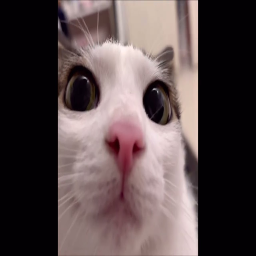 Plinkers-PlinkBoomBox icon