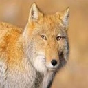 PoggerSquad-FriendPackForLovelyFriends icon