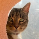 Polly_Patrol-BeansPack icon