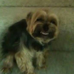 Poop_Brigade-PoopBrigade icon