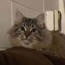 Porkchop-Porkchops_Modpack icon