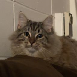 Porkchop-Porkchops_Modpack icon