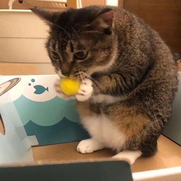 Public_Bathroom-PB_PEAK_Modpack icon