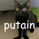 PutainServer-PutainServer_Modpack icon