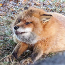 PyroBoom-moldcamo icon