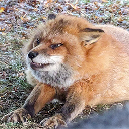 PyroBoom-moldcamo icon