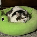 Quail-QuailsMemePosters icon